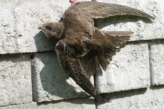 Von der Natur perfekt ausgestattet, um sich auch an glatten Mauern festzuhalten (Bild: Fotonatur.de / Hans-Wilhelm Grömping)