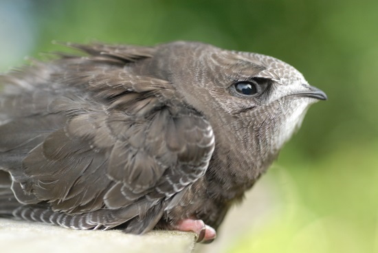 Die Zehen sind sehr klein und sitzen an kurzen Füßen (Bild: Fotonatur.de / Hans-Wilhelm Grömping) Die Zehen sind sehr klein und sitzen an kurzen Füßen (Bild: Fotonatur.de / Hans-Wilhelm Grömping)