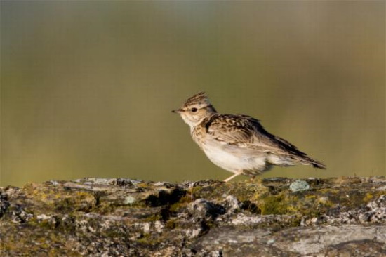 Heidelerchen sind Kurzstreckenzieher und überwintern in den Mittelmeerländern (Bild: Frank Derer)