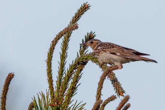 Die Gesangsleistungen der "Heidenachtigall" ist beeindruckend (Bild: Gunther Zieger)