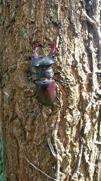 Der inzwischen getrocknete Hirschkäfer krabbelt den Eichenstamm empor (Bild: © Björn Neckermann) Der inzwischen getrocknete Hirschkäfer krabbelt den Eichenstamm empor (Bild: © Björn Neckermann)