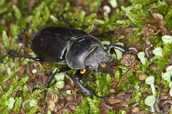 Hirschkäfer-Weibchen: zum unterscheiden der beiden Geschlechter (Bild: © Naturfoto Frank Hecker) Hirschkäfer-Weibchen: zum unterscheiden der beiden Geschlechter (Bild: © Naturfoto Frank Hecker)
