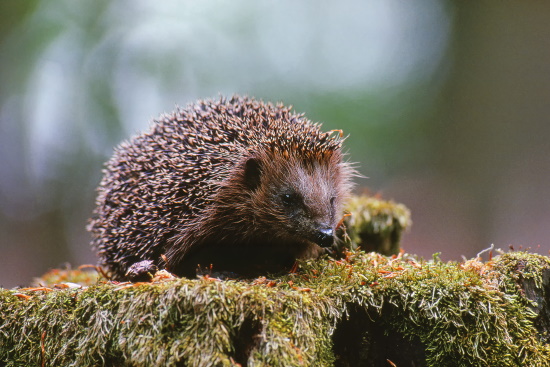 Über den Igel habe ich eine eigene Seite erstellt - unter Aktionen (Bild: Raimund Linke)