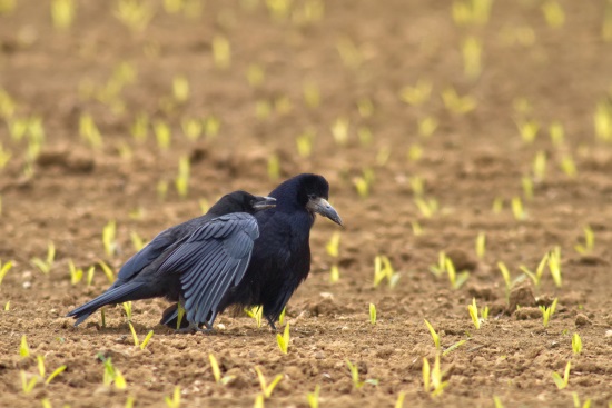 Ein Jungvogel bettelt auf einem Feld sein Elterntier nach Nahrung an (Bild: Markus Glässel)