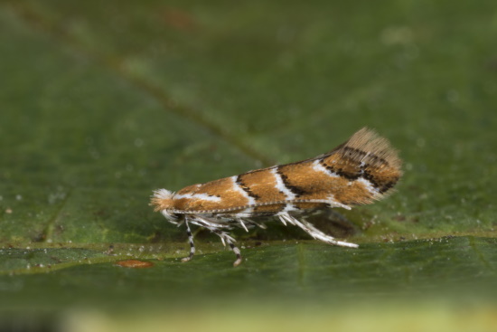 Die Rosskastanienminiermotte auch Balkan-Miniermotte (Bild: Naturfoto / Frank Hecker)