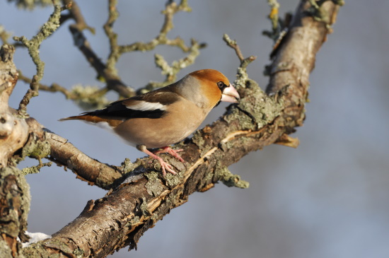 Kernbeißer haben einen solchen starken Schnabel, dass sie sogar die Steine der Vogelkirsche knacken können (Bild: Raimund Linke)