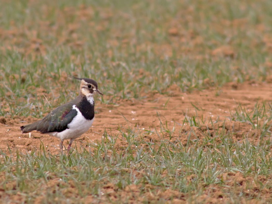Ihre abstehende Federhaube am Hinterkopf und die metallische Oberseite ist einfach typisch für diesen Vogel (Bild: Markus Glässel)
