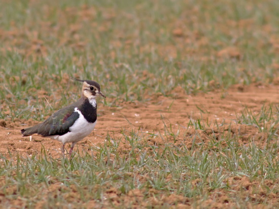 Ihre abstehende Federhaube am Hinterkopf und die metallische Oberseite ist einfach typisch für diesen Vogel (Bild: Markus Glässel)