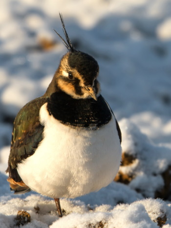 Der Kiebitz wurde 1996 in Deutschland zum "Vogel des Jahres" ernannt (Bild: Markus Glässel)