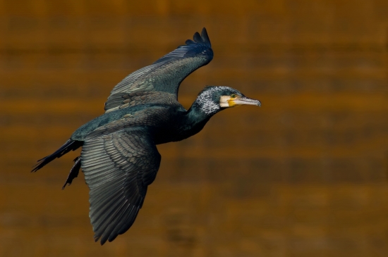 Der Kormoran war 2010 in Deutschland und Österreich Vogel des Jahres (Bild: Markus Glässel) Der Kormoran war 2010 in Deutschland und Österreich Vogel des Jahres (Bild: Markus Glässel)