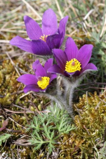 Die Gewöhnliche Küchenschelle mag am liebsten sonnige Plätze (Bild: Thomas Langhirt)