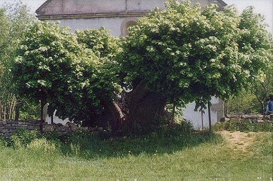 An der Westseite des Kirchhofs steht die alte Kunigundenlinde (Bild: Neckermann) An der Westseite des Kirchhofs steht die alte Kunigundenlinde (Bild: Neckermann)