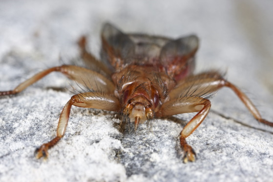Die Mauerseglerlausfliege kann die jungen Mauersegler erheblich schwächen (Bild: Naturfoto Frank Hecker) Die Mauerseglerlausfliege kann die jungen Mauersegler erheblich schwächen (Bild: Naturfoto Frank Hecker)
