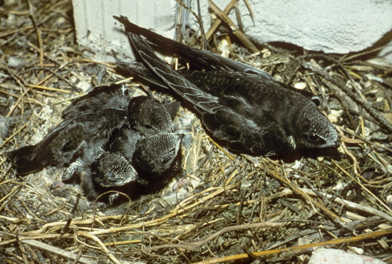 Der Mauersegler war im Jahr 2003 "Vogel des Jahres" in Deutschland (Bild: Naturfoto Frank Hecker) Der Mauersegler war im Jahr 2003 "Vogel des Jahres" in Deutschland (Bild: Naturfoto Frank Hecker)