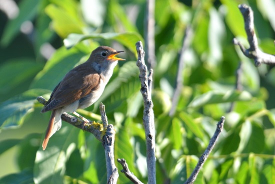 Aus München reisen Naturinteressierte an um die Nachtigall zu hören (Bild: Fotonatur.de/W.Groemping)