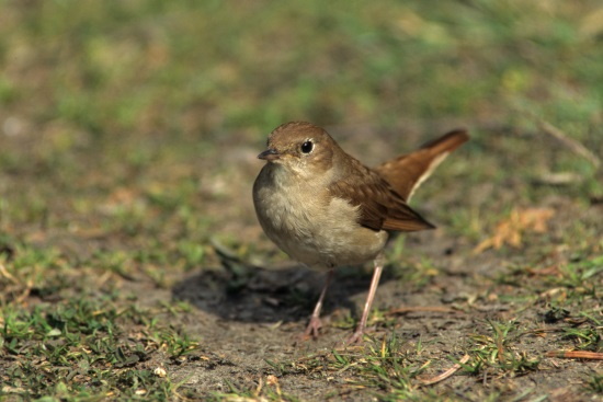 Schon 1995 war die Nachtigall in Deutschland "Vogel des Jahres" (Bild: Naturfoto / H.Duty)