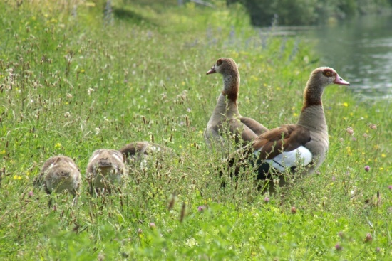 Nachdem in 2015 auch in Berlin ein Brutnachweis festgestellt wurde, ist die Nilgans nun in jedem Bundesland als Brutvogel nachgewiesen (Bild: Thomas Langhirt)