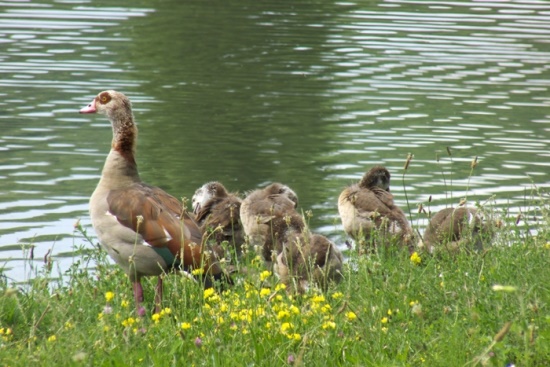 Nilgans führt die Jungen am seichten Wasser (Bild: Thomas Langhirt)