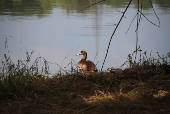 Nilgans mit Pullis am Main überrascht (Bild: Björn Neckermann)