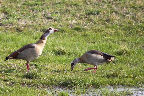 Nilgänse können ziemlich aggressiv gegenüber anderen Wasservögeln auftreten (Bild: Naturfoto / Frank Hecker)