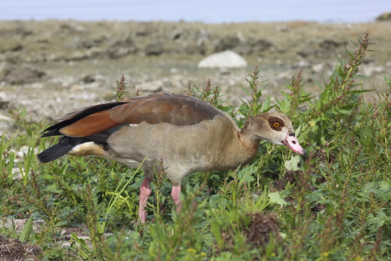 In Europa wurden Nilgänse bereits im 17.Jahrhundert nach England eingeführt (Bild: Naturfoto / Frank Hecker)
