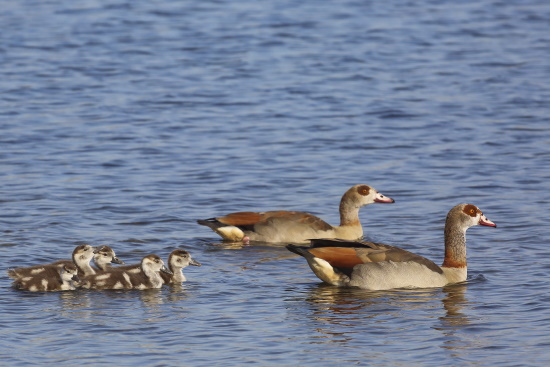 Dunenküken der Nilgans sind kontrastreich schwarzbraun-weiß gefärbt (Bild: Naturfoto / Frank Hecker)