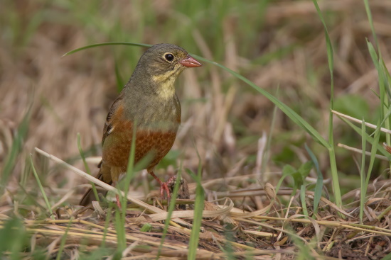 In den angestammten Brutgebieten treffen zuerst die Männchen ein (Bild: Gunther Zieger)