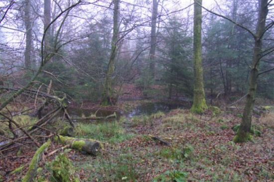 Unser Weg führt immer wieder an Feuchtstellen vorbei - Lebensraum vieler Amphibienarten (Bild: Thomas Langhirt)