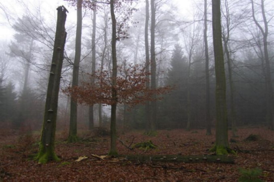 Totholz darf auch liegenbleiben - der "saubere" Wald gehört der Vergangneheit an (Bild: Thomas Langhirt) Totholz darf auch liegenbleiben - der "saubere" Wald gehört der Vergangneheit an (Bild: Thomas Langhirt)