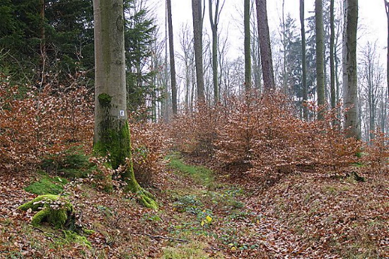 Auf kleinen und engen Waldpfaden führt der Eselsweg durch den Spessart (Bild: Thomas Langhirt) Auf kleinen und engen Waldpfaden führt der Eselsweg durch den Spessart (Bild: Thomas Langhirt)