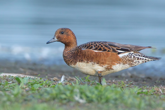 Die Pfeifente ist in Deutschland ein seltener Brutvogel (Bild: Gunther Zieger) Die Pfeifente ist in Deutschland ein seltener Brutvogel (Bild: Gunther Zieger)