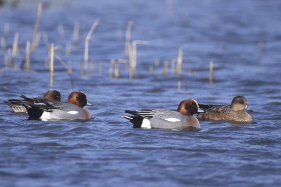 Auch im Winter immer noch ein seltener Anblick am Main - Pfeifenten (Bild: Raimund Linke) Auch im Winter immer noch ein seltener Anblick am Main - Pfeifenten (Bild: Raimund Linke)