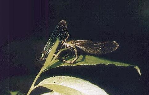 Die Gebänderte Prachtlibelle nur an sauberen Fließgewässern noch zu sehen (Bild: Werner Scheckenbach)