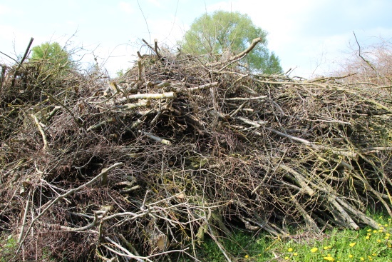 Reisighaufen auf einer Streuobstwiese stellen wichtige Biotope dar (Bild: Björn Neckermann)