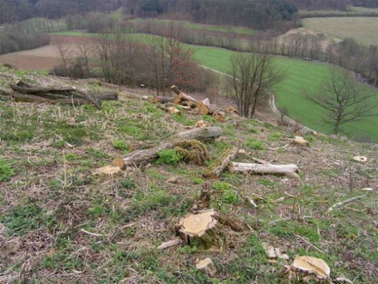 Kahlschlag am Alten Berg - dies ist kein Naturschutz