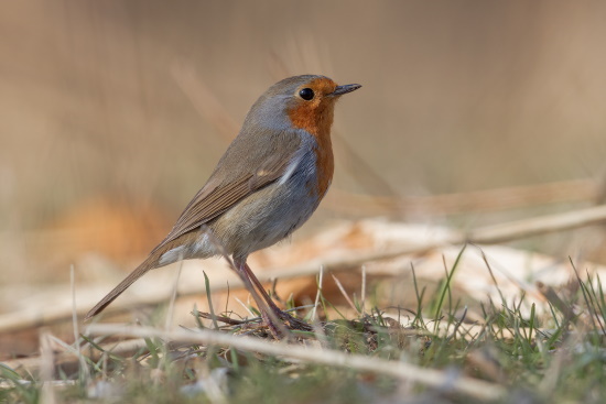 Rotkehlchen sind auch häufige Besucher unserer Gärten (Bild: Gunther Zieger)