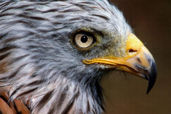 Scharfe Augen - scharfer Schnabel - guter Jäger (Bild: Raimund Linke)