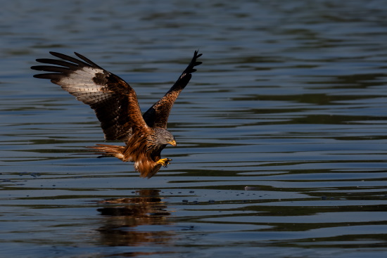 Seine Nahrung besteht auch aus Aas (Bild: Gunther Zieger)