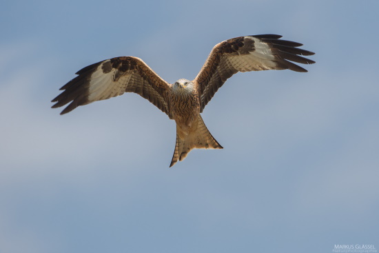 Der Rotmilan ist für viele Ornithologen einer der anmutigsten Greifvögel (Bild: Markus Glässel)