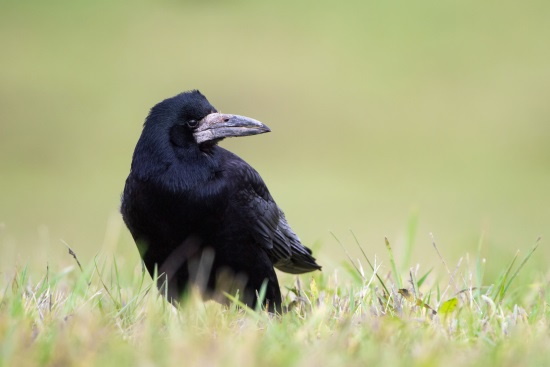 Die Saatkrähe war Vogel des Jahres 1986. Viel hat diese Auszeichnung ihr allerdings nicht eingebracht (Bild: Markus Glässel)