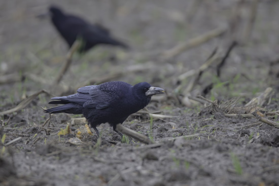 Bei den Saatkrähen geht gemeinsam auf die Nahrungssuche (Bild: Gunther Zieger)