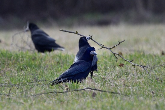 Wird das Nest, das über viele Jahre immer wieder belegt wird, beschädigt vorgefunden, so wird es sofort ausgebessert (Bild: Michael Schiller)