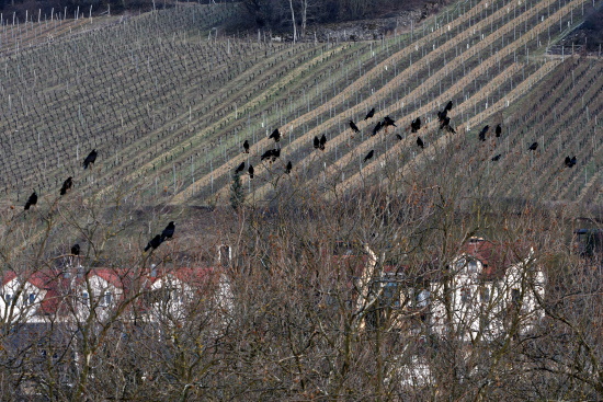 Woran liegt es, warum die Saatkrähe so unerwünscht ist? (Bild: Michael Schiller)