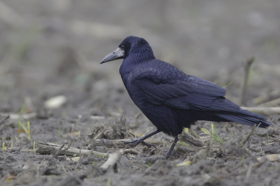 Von der Rabenkrähe unterscheidet sich die Saatkrähe mit einem kahlen Schnabelansatz bei den Alttieren (Bild: Gunther Zieger)