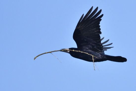 Saatkrähen leben in Dauerehe. Das Nest wird vor allem vom Weibchen gebaut (Bild: Michael Schiller) Saatkrähen leben in Dauerehe. Das Nest wird vor allem vom Weibchen gebaut (Bild: Michael Schiller)