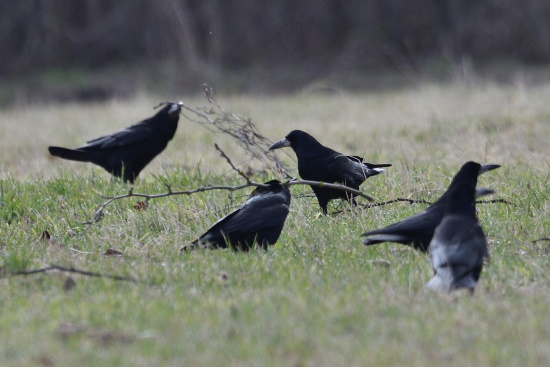 Gemeinsam werden die Stöckchen zurecht gepickt und zum Nest geflogen (Bild: Michael Schiller)