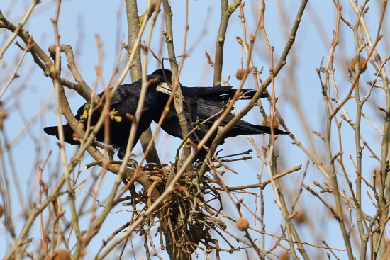 Das Nest ist ein lockeres Gebilde aus Reisig - die Luft kann in diesen Nestern gut zirkulieren (Bild: Michael Schiller)