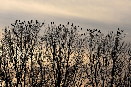 Wintergäste am Main - Populationen aus nordöstlichen Brutgebieten (Bild: Michael Schiller)