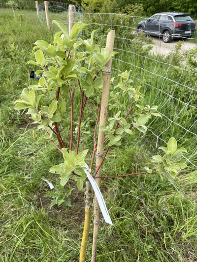 Die Sal-Weide - Bienenkätzchen - Salix caprea - (Bild: © Neckermann)