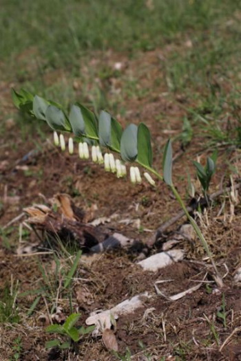 Das Echte Salomonssiegel, liebt trockene, sandige Böden (Bild: Thomas Langhirt)